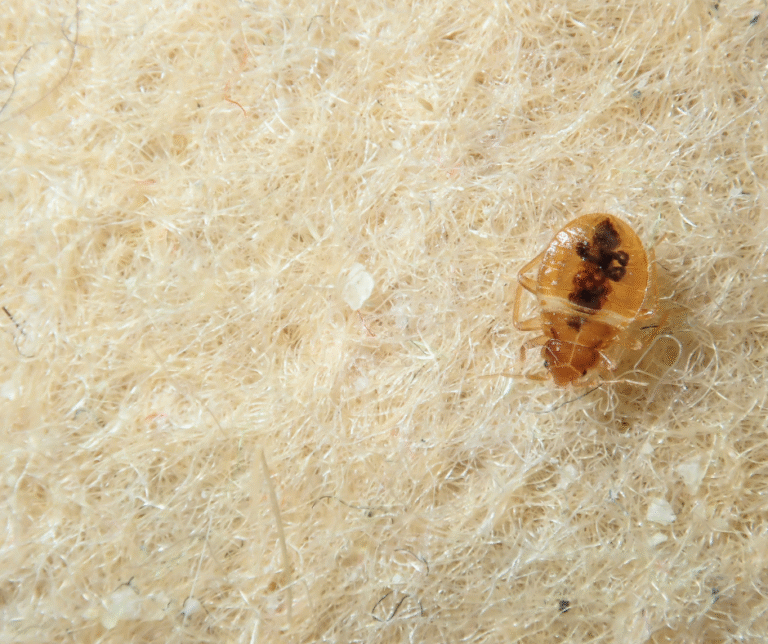 مكافحة بق الفراش في أبوظبي