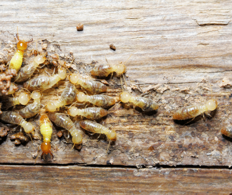 مكافحة الرمة في أبوظبي